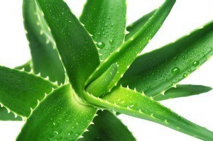 Aloe Vera for Hair Loss