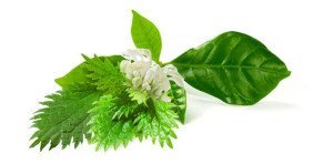 Nettle and Tea Tree - Best Hair Loss Shampoos for Men