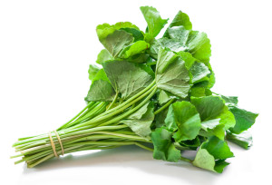 Gotu Kola Herb