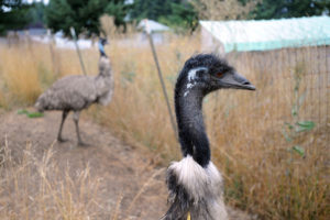 Emu Oil for Hair Growth and Hair Loss