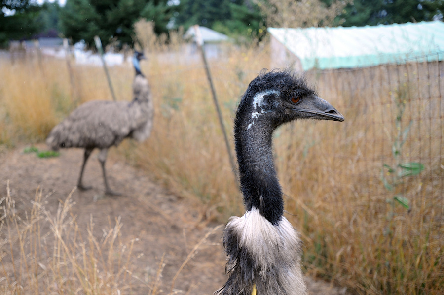 Emu farms