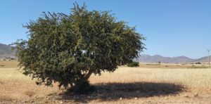 argan oil tree in morocco